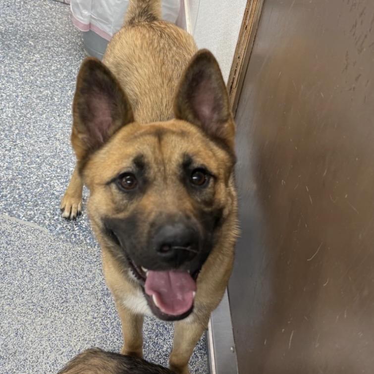 Enlarge Candy Hazel, a Adoptable mixed breed in Lakewood, CO image 1/1