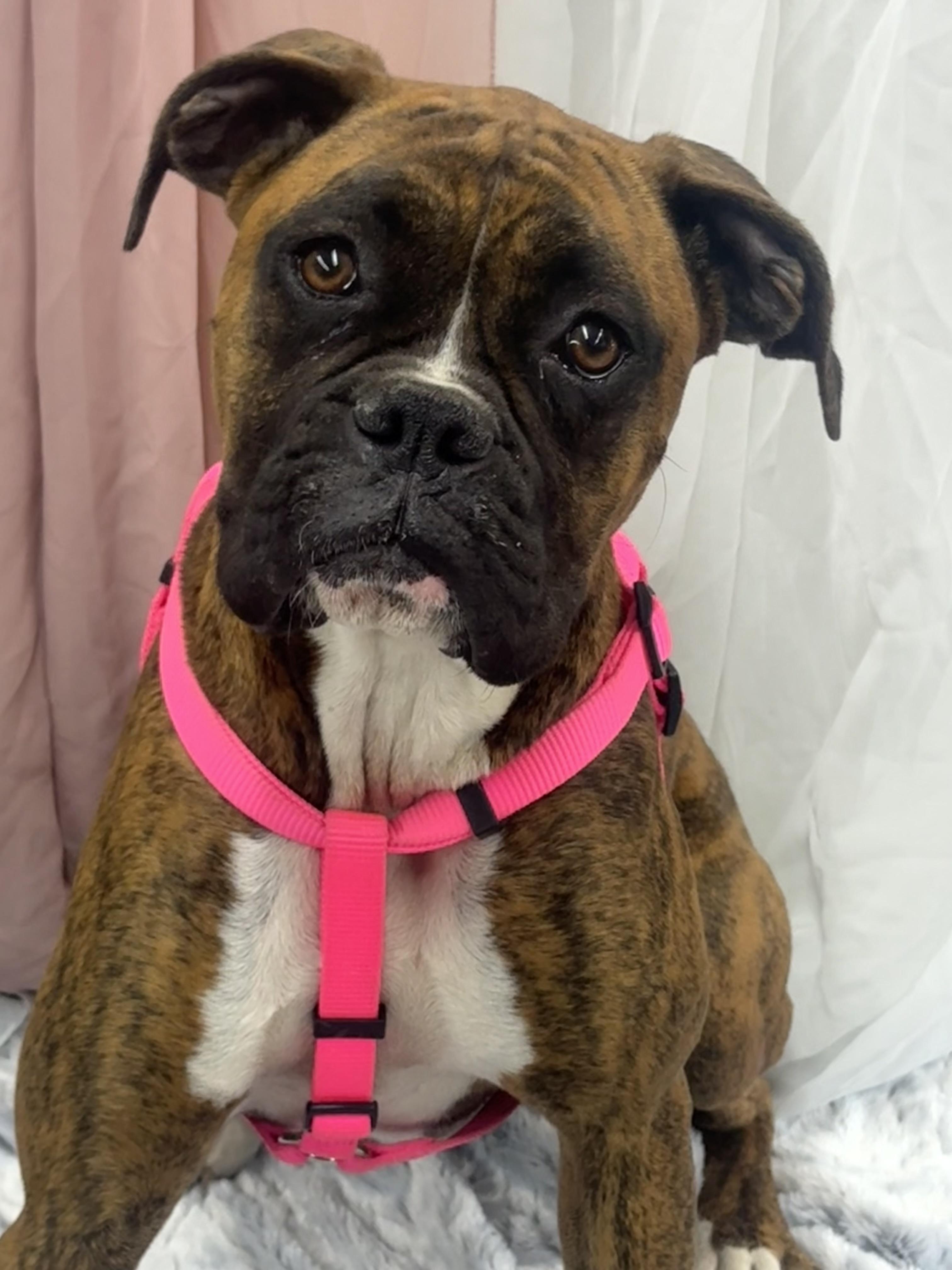 Piper, an adopted Boxer in Petal, MS image 2/2