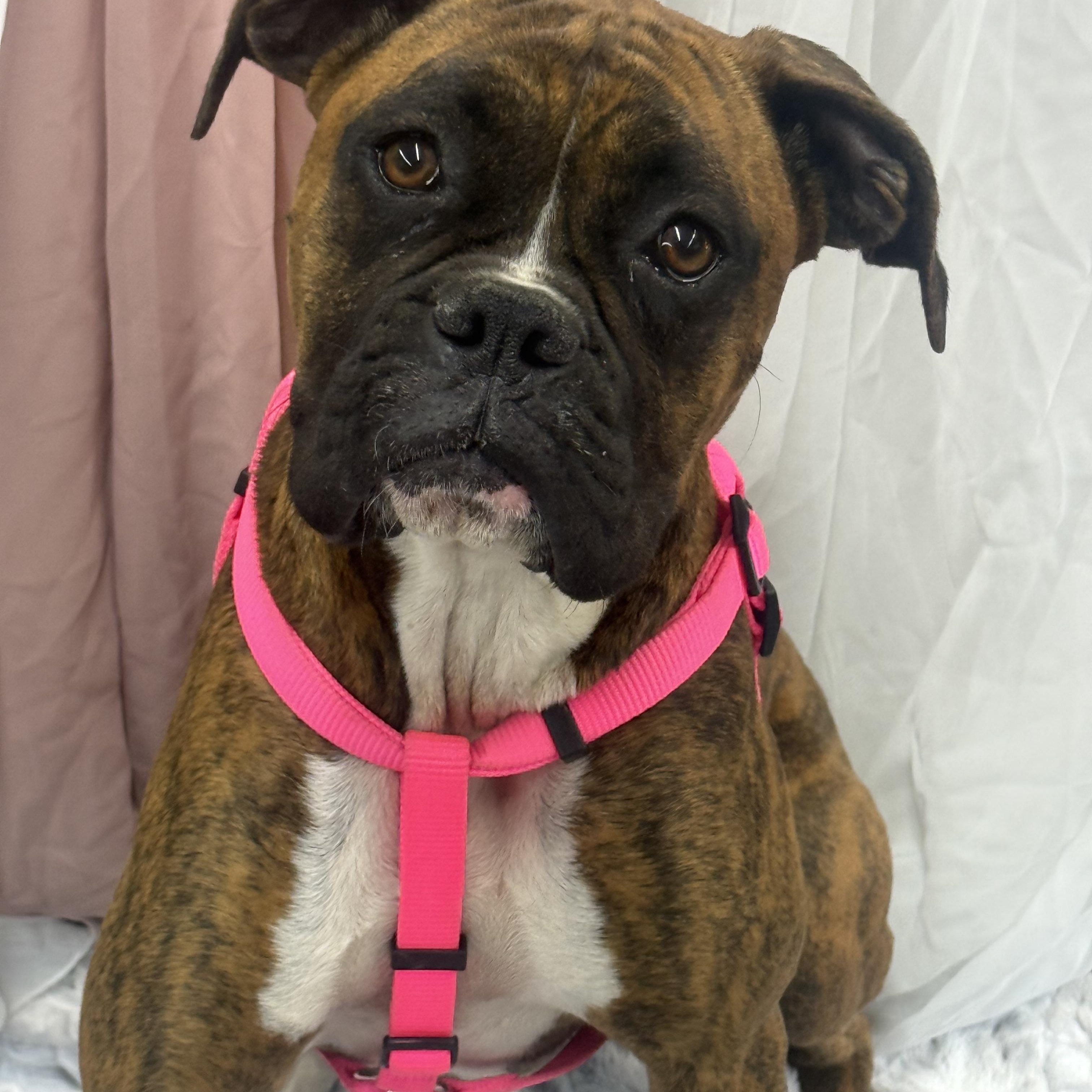 Piper, an adopted Boxer in Petal, MS image 1/2