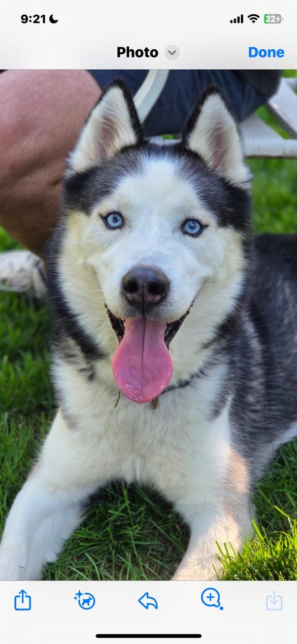 Enlarge Blue, a ADOPTABLE Husky in Lincoln University, PA image 1/2