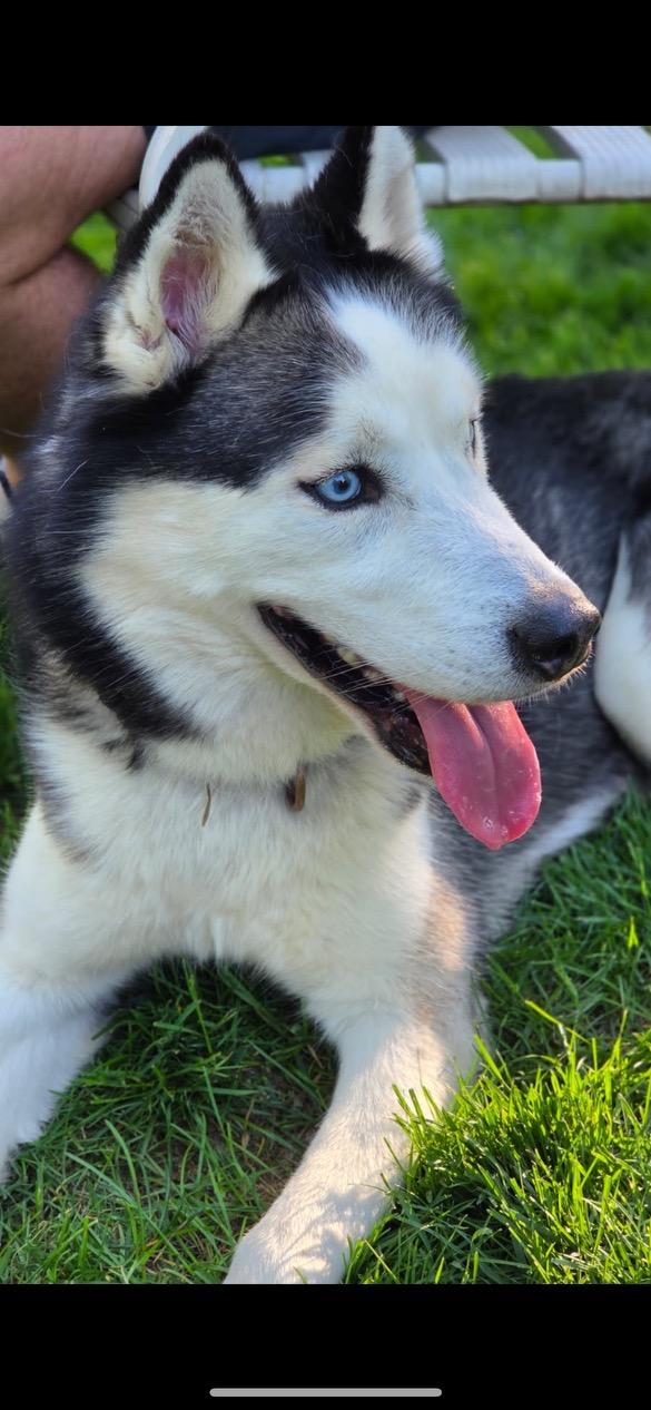Enlarge Blue, a ADOPTABLE Husky in Lincoln University, PA image 2/2