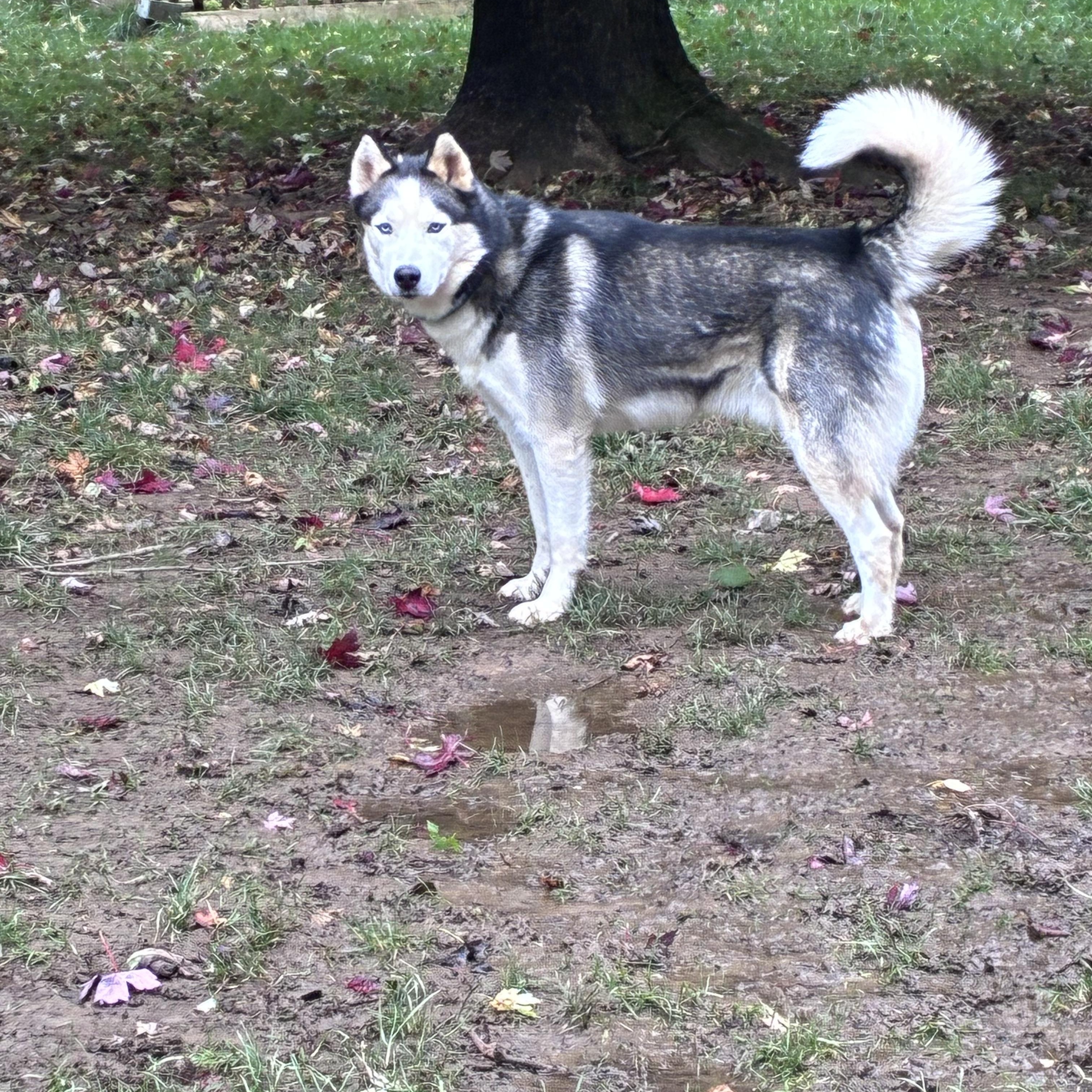 Blue, Adoptable, Adult Male Husky.