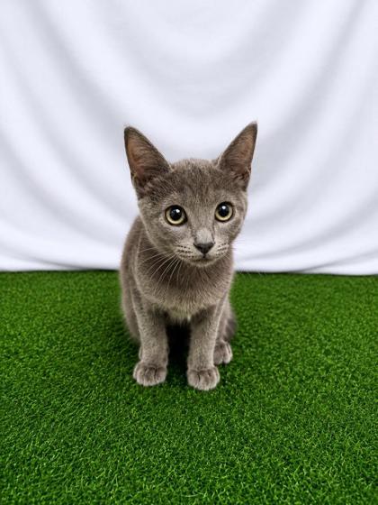 Polyphemus, Adoptable, Kitten Female Domestic Short Hair.