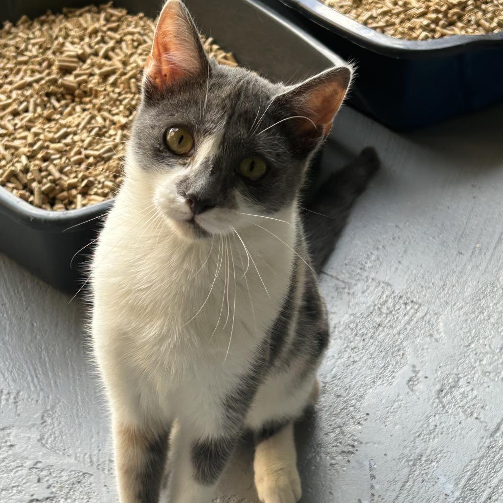 Enlarge Minx, a Adoptable American Shorthair in Enterprise, AL image 2/2