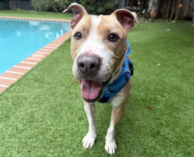 PLUTO, Adoptable, Adult Male Pit Bull Terrier.