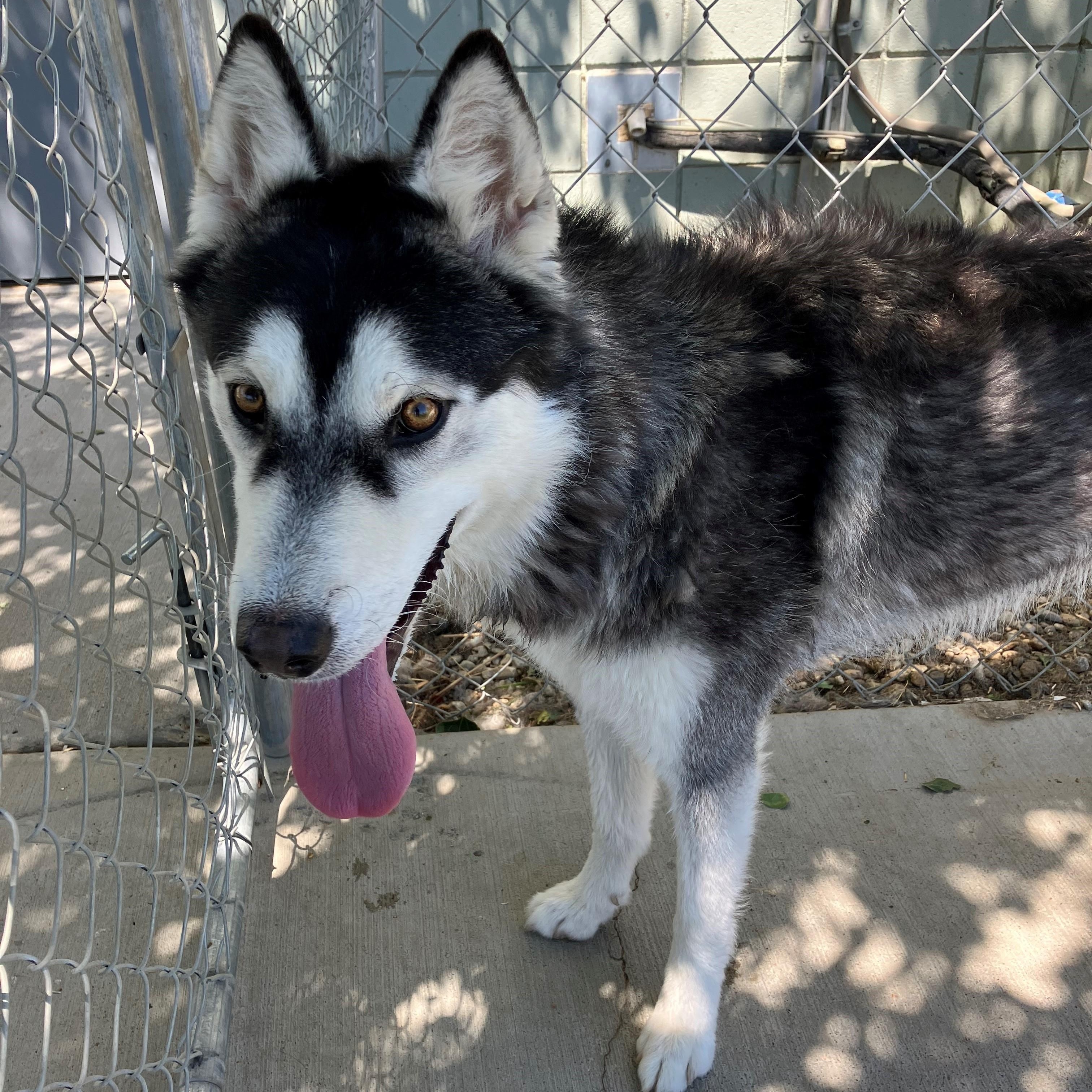 Lobo