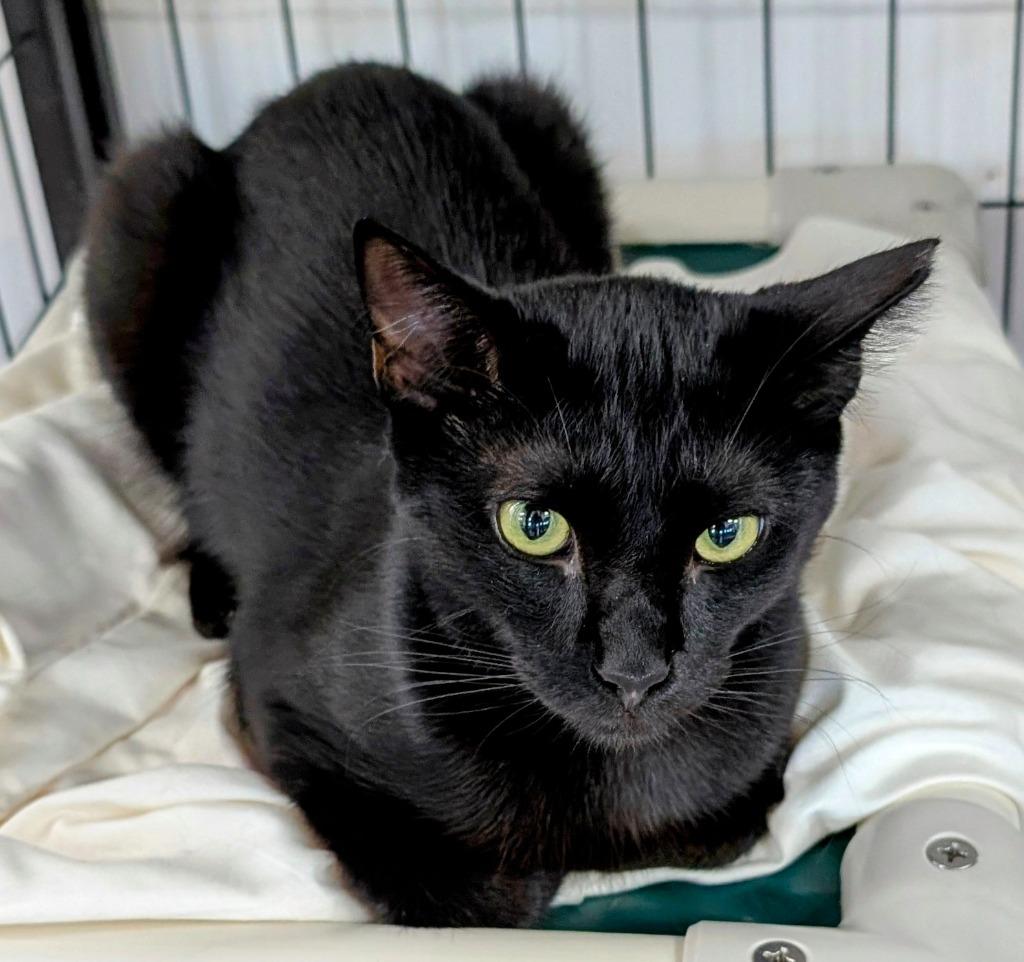 Ronald, Adoptable, Young Male Domestic Short Hair.