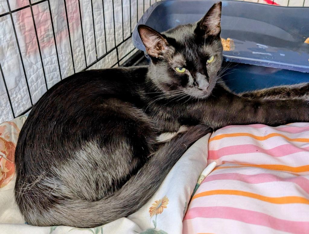 Enlarge Ronald, a Adoptable mixed breed in Peoria, AZ image 2/5