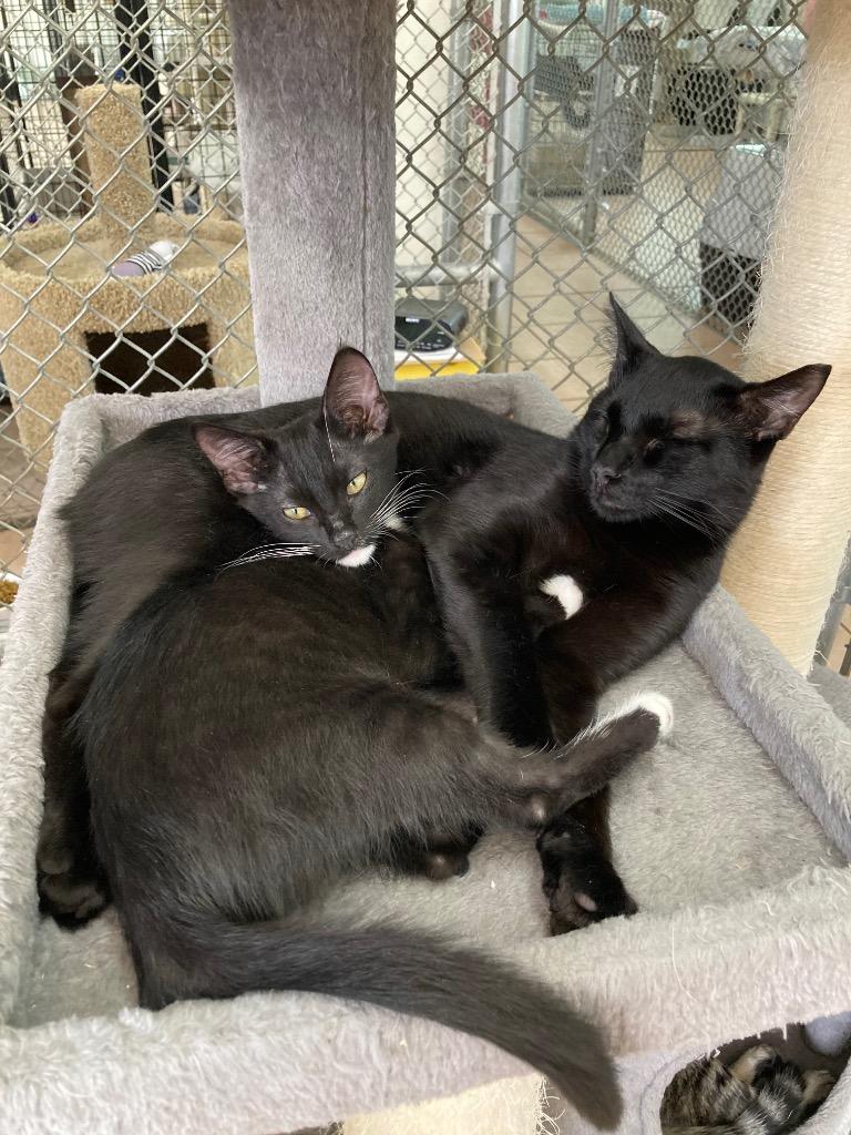 Ronald, a Adoptable mixed breed in Peoria, AZ image 3/5