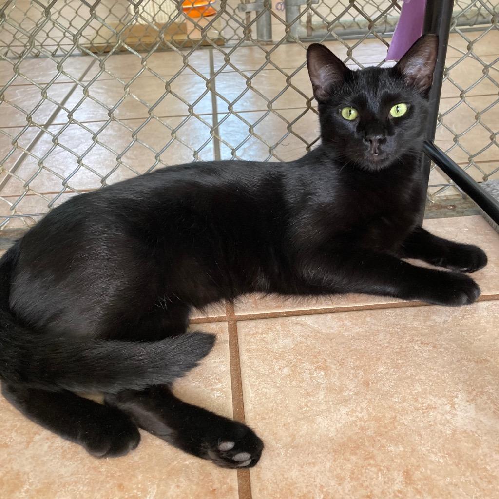 Enlarge Ronald, a Adoptable mixed breed in Peoria, AZ image 4/5