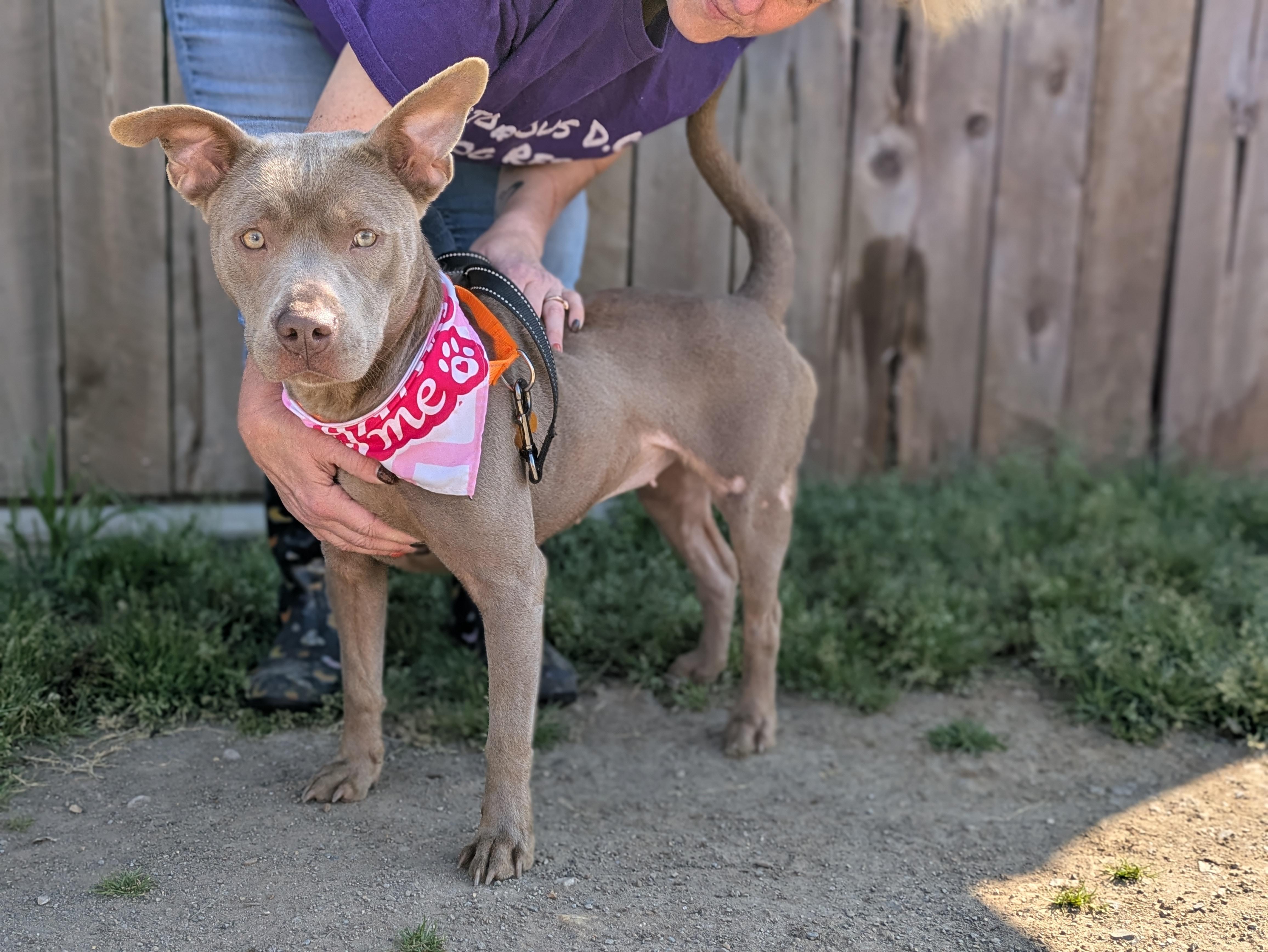 Queenie, an adopted Mixed Breed in Huntsville, AL image 1/3