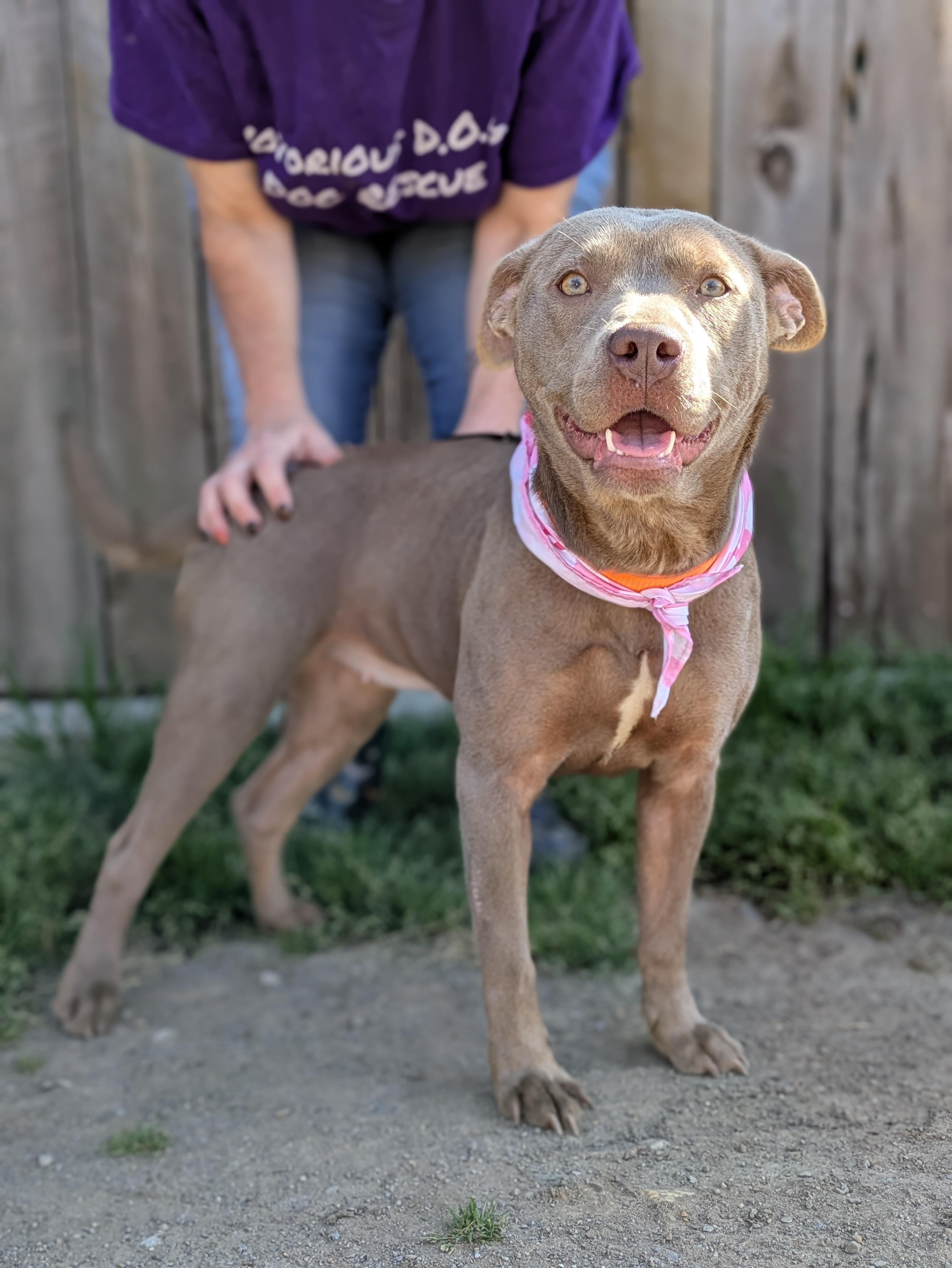 Queenie, an adopted Mixed Breed in Huntsville, AL image 2/3