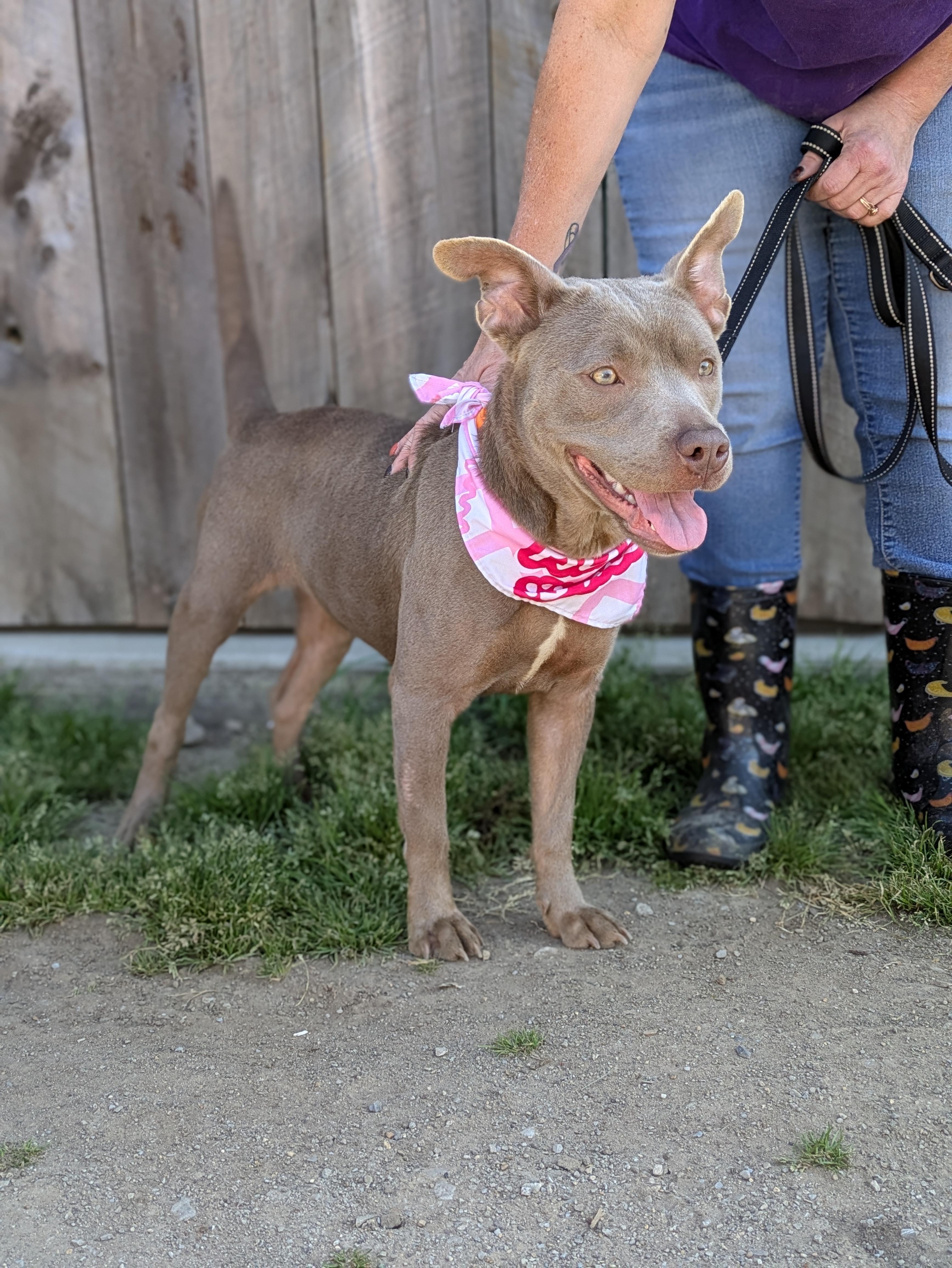 Queenie, an adopted Mixed Breed in Huntsville, AL image 3/3