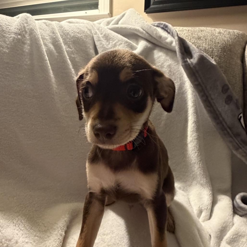 Enlarge Charlie in the Box, a Adoptable mixed breed in Sacramento, CA image 1/6