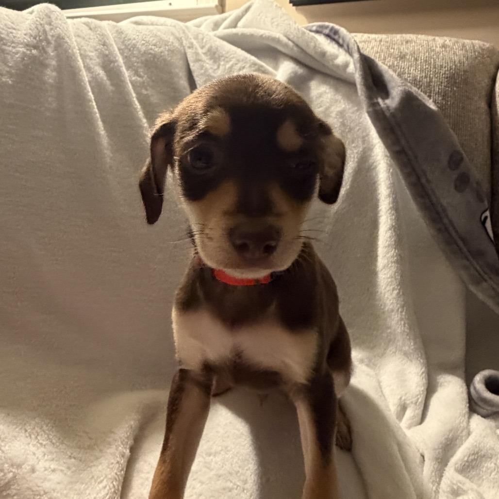 Enlarge Charlie in the Box, a Adoptable mixed breed in Sacramento, CA image 2/6