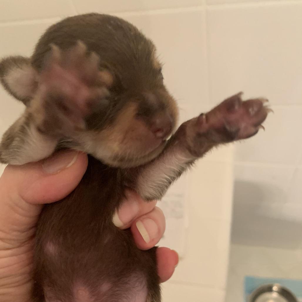 Enlarge Charlie in the Box, a Adoptable mixed breed in Sacramento, CA image 3/6