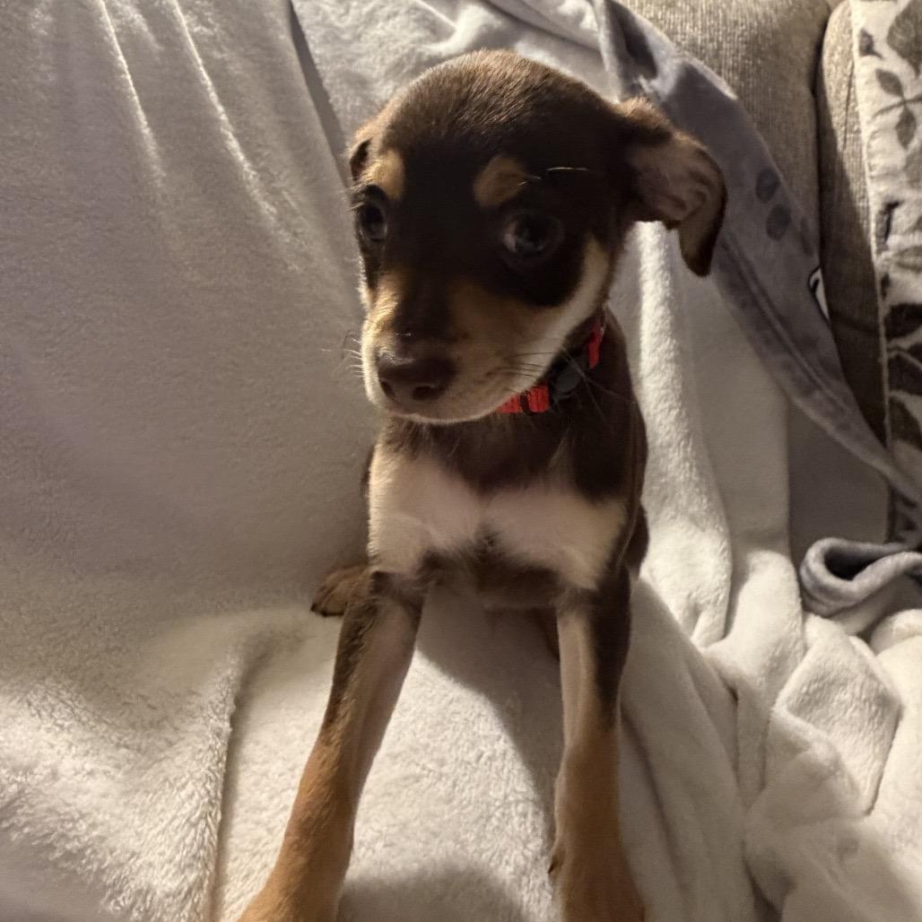 Enlarge Charlie in the Box, a Adoptable mixed breed in Sacramento, CA image 4/6