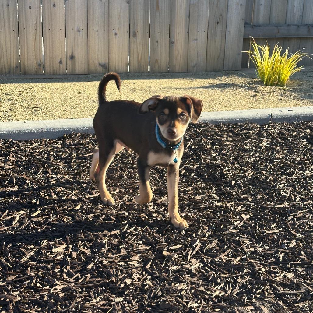 Enlarge Charlie in the Box, a Adoptable mixed breed in Sacramento, CA image 5/6