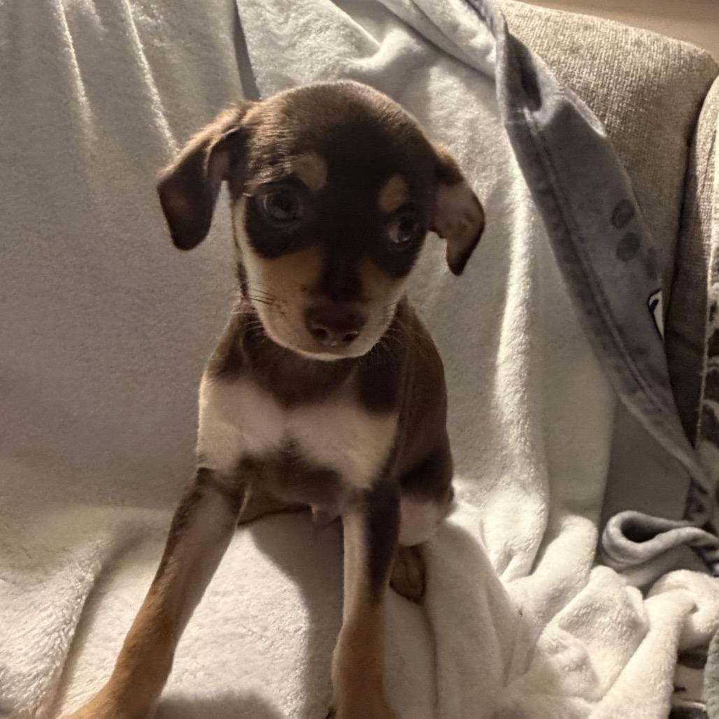 Enlarge Charlie in the Box, a Adoptable mixed breed in Sacramento, CA image 6/6