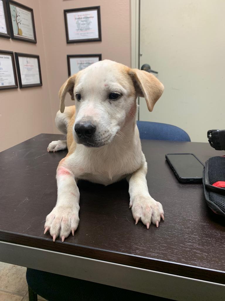 Freddy, Adoptable, Young Male Mixed Breed.