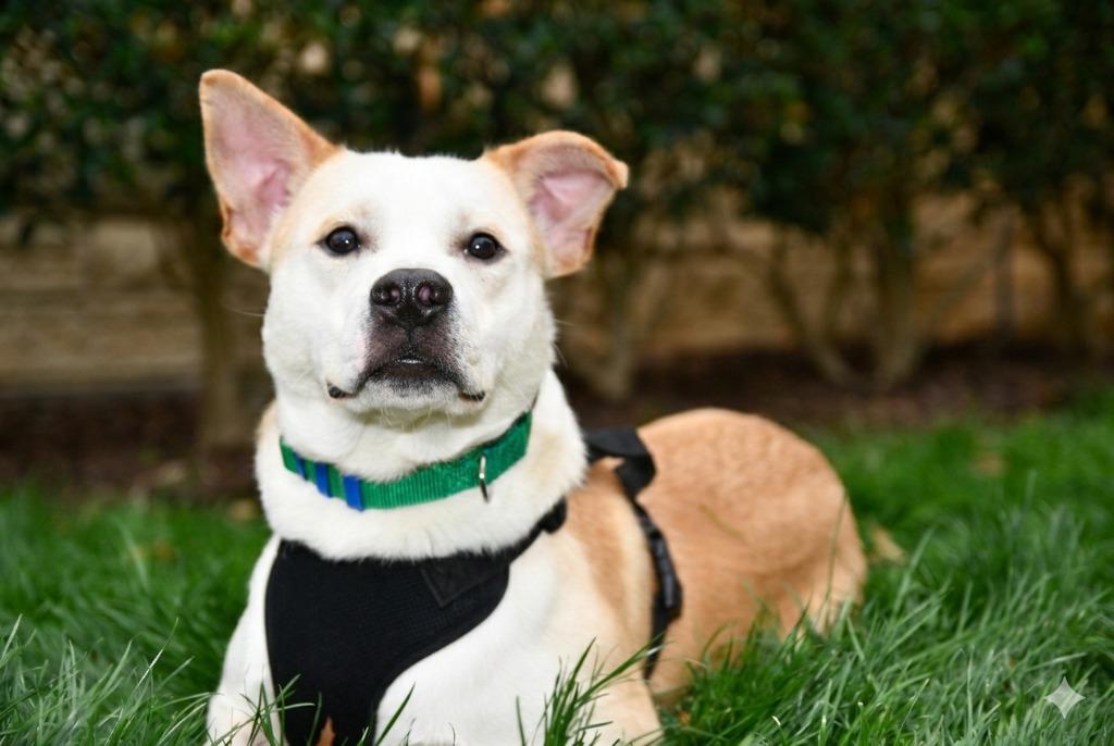 Enlarge Freddy, a Adoptable mixed breed in Highland Village, TX image 2/2