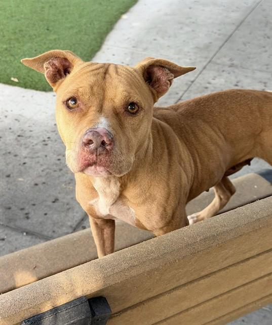 MARGE, Adoptable, Adult Female Pit Bull Terrier.