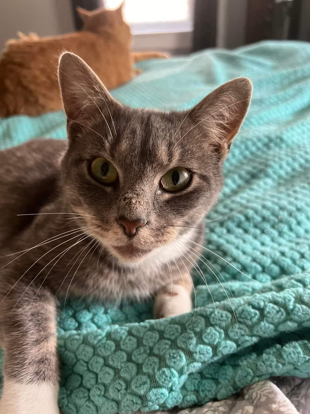 Enlarge Oscar, an adopted Domestic Short Hair in Fairmont, WV image 1/2