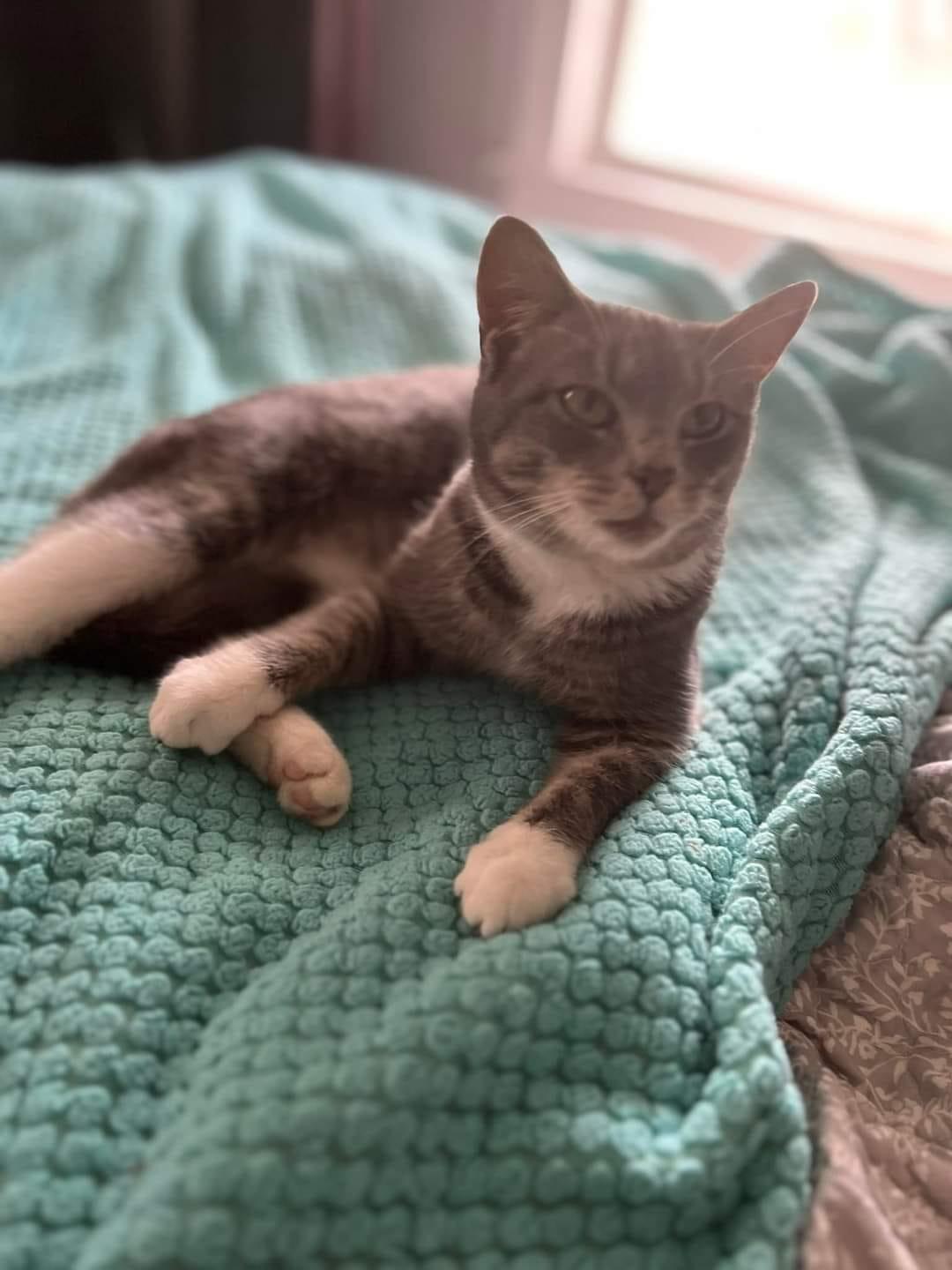 Enlarge Oscar, an adopted Domestic Short Hair in Fairmont, WV image 2/2