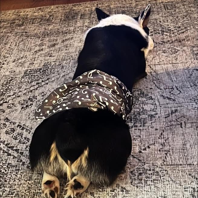 Enlarge 2137 Miles, an adopted mixed breed in Springfield, MO image 3/3