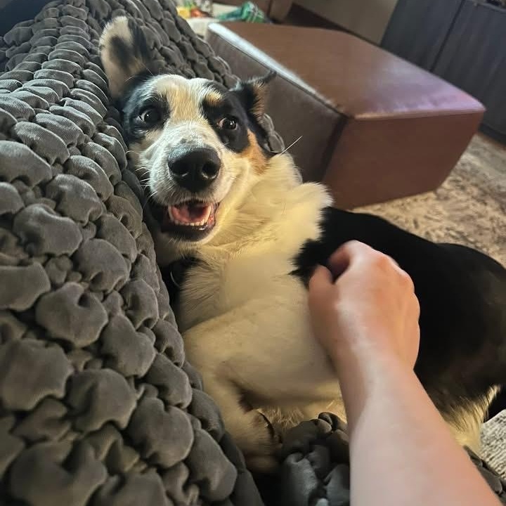 Enlarge 2137 Miles, an adopted mixed breed in Springfield, MO image 2/3