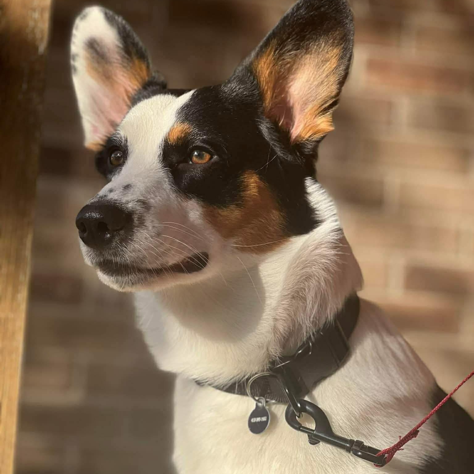 Enlarge 2137 Miles, an adopted mixed breed in Springfield, MO image 1/3