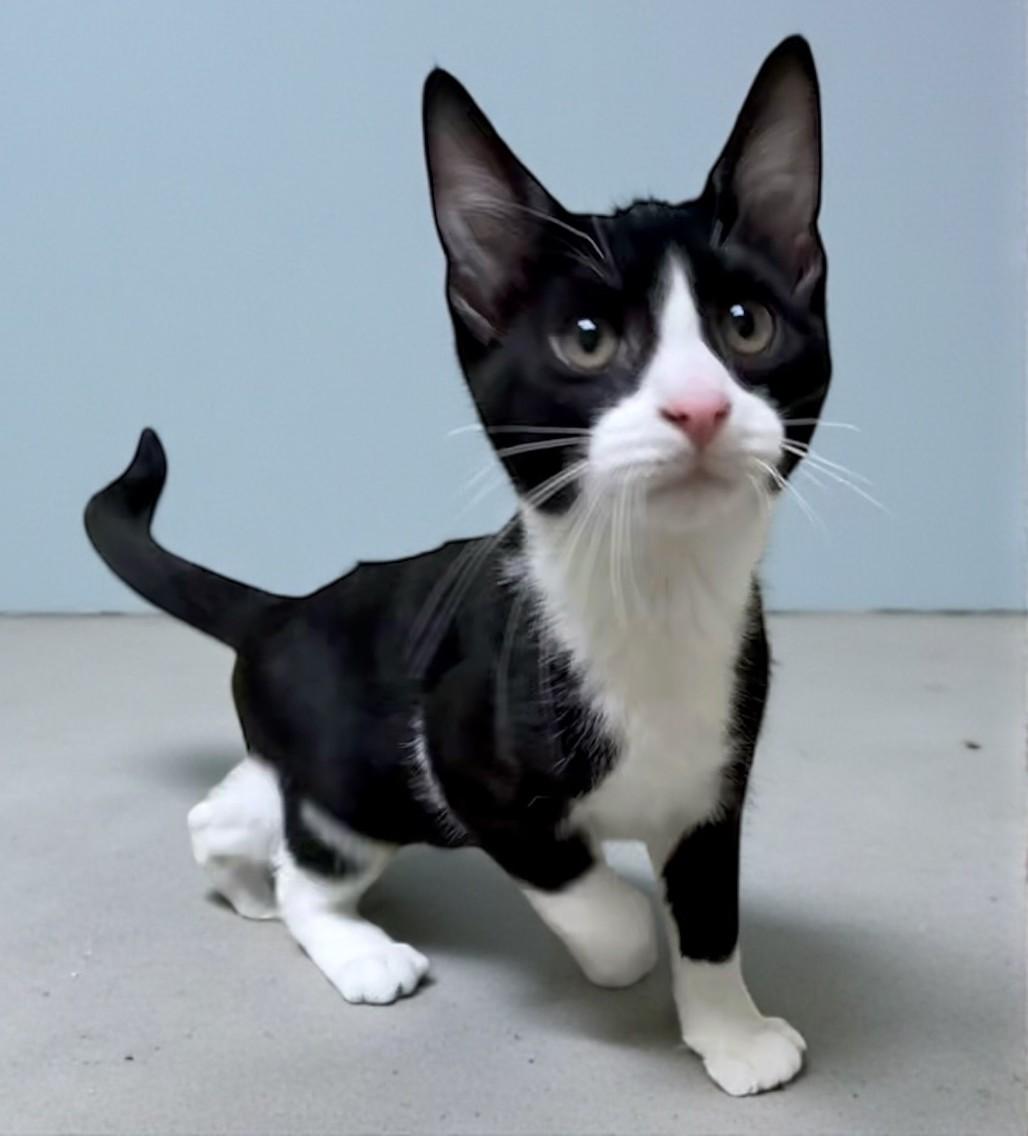 Enlarge Marvin, an adopted Domestic Short Hair in Miller Beach, IN image 1/1