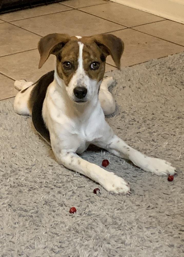 Burt, a Adoptable mixed breed in Boston, MA image 1/5