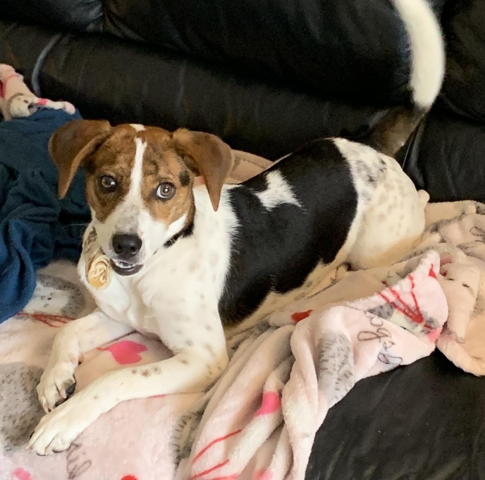 Burt, a Adoptable mixed breed in Boston, MA image 4/5