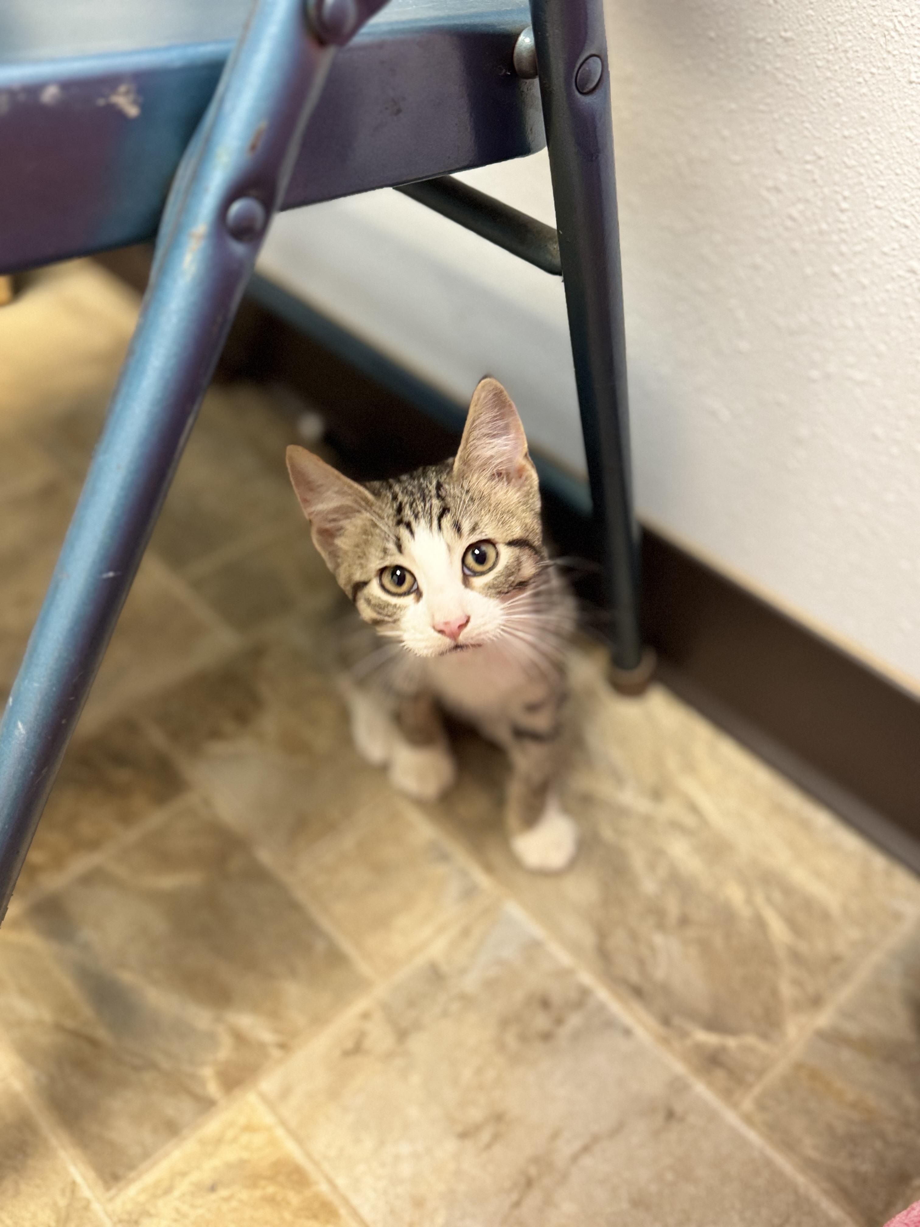 Brick, ADOPTABLE, Kitten Male Domestic Short Hair.