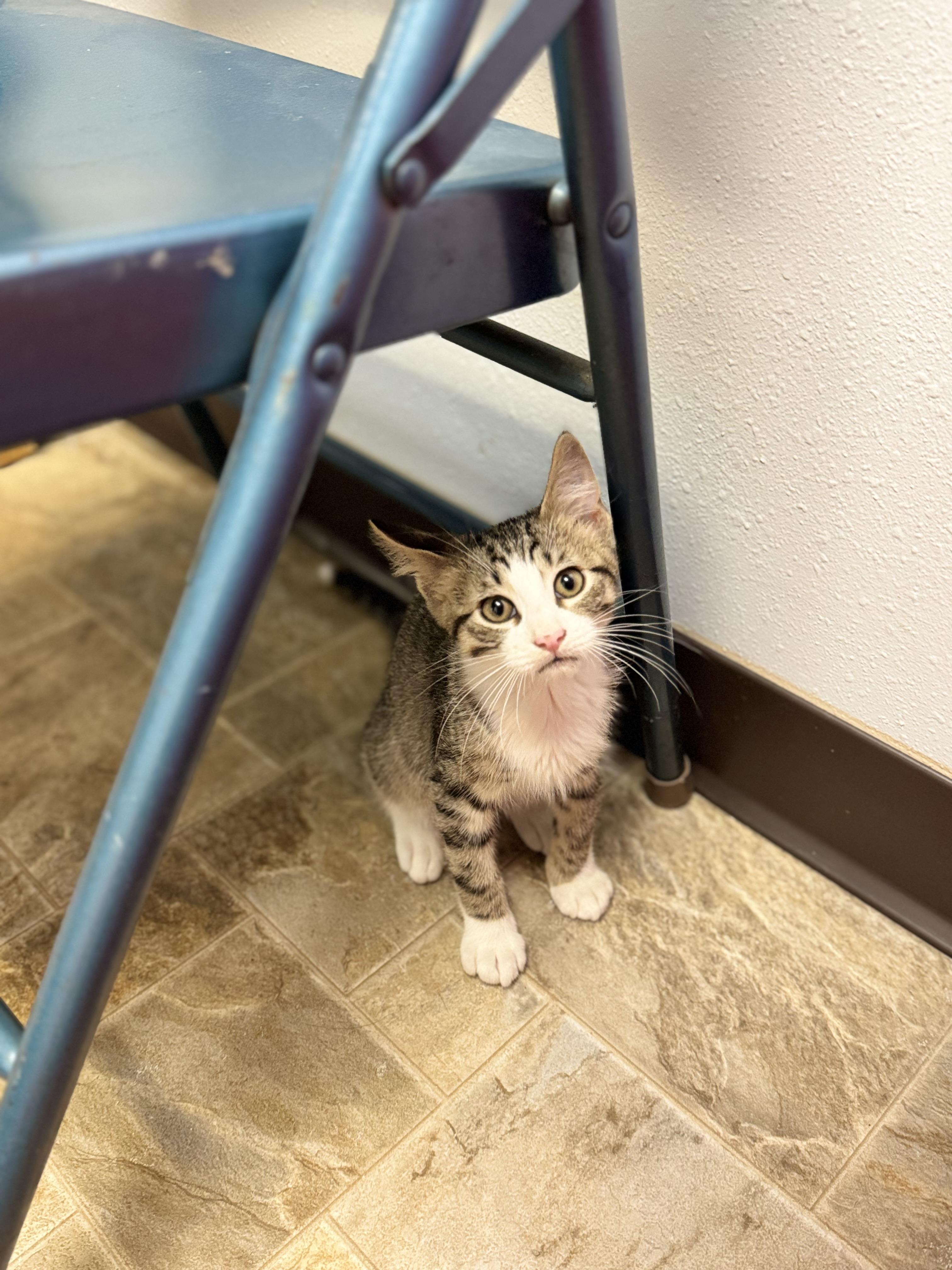 Brick, a ADOPTABLE Domestic Short Hair in Dodgeville, WI image 2/2