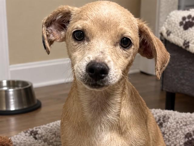 SCARLET WITCH, Adoptable, Puppy Female Terrier.