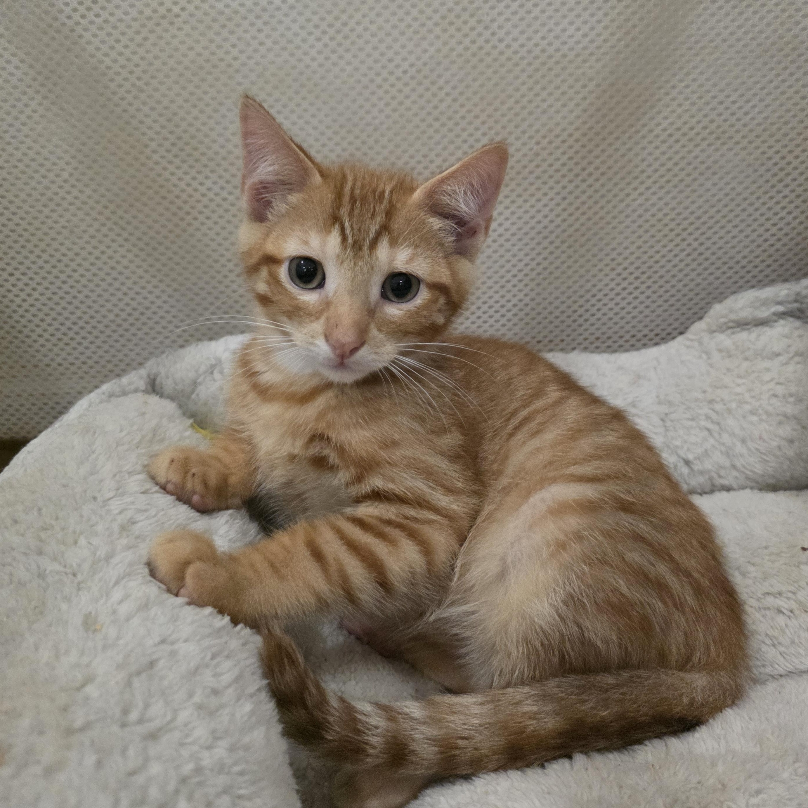 Canyon, Adopted, Kitten Male Domestic Short Hair.