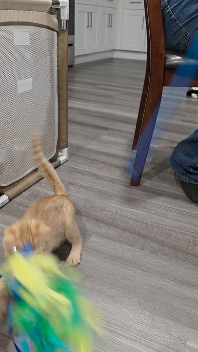 Enlarge Canyon, a Adopted Domestic Short Hair in Moriches, NY video 2/3