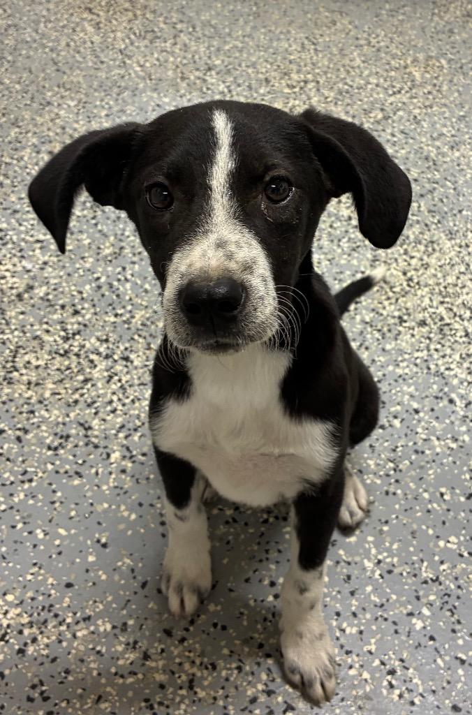 Popeye, Adoptable, Puppy Male Border Collie & Australian Cattle Dog / Blue Heeler.