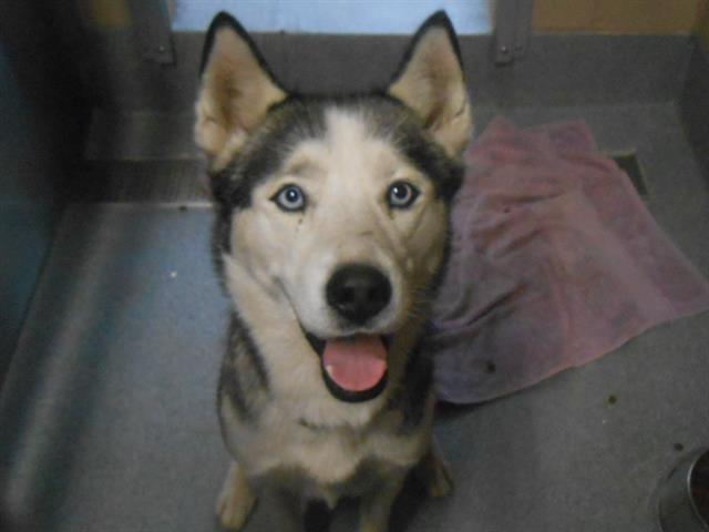 WINTER, Adoptable, Adult Female Siberian Husky.