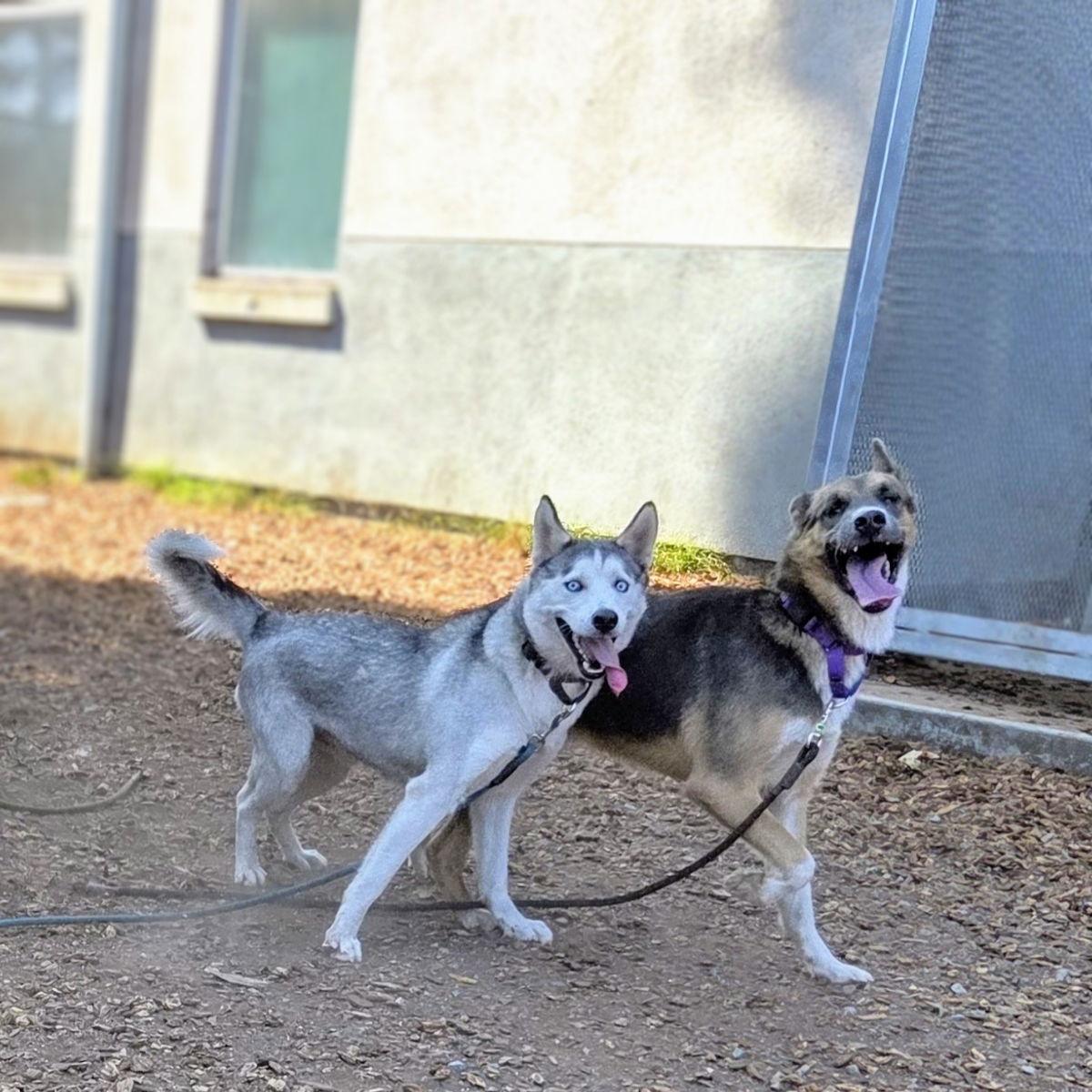 Zeus, Adopted, Young Male Siberian Husky.