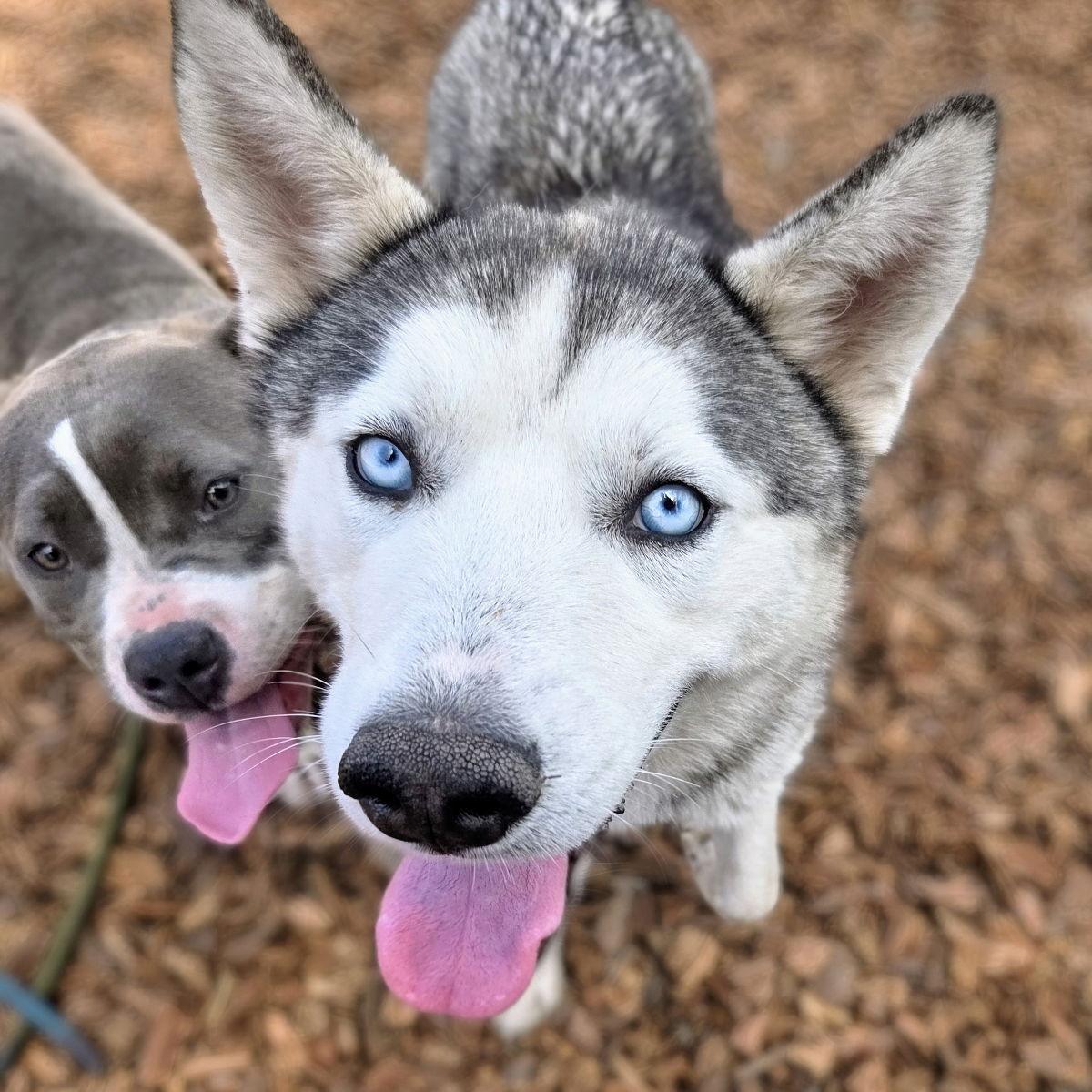 Zeus, a Adopted Siberian Husky in Oakland, CA image 2/3