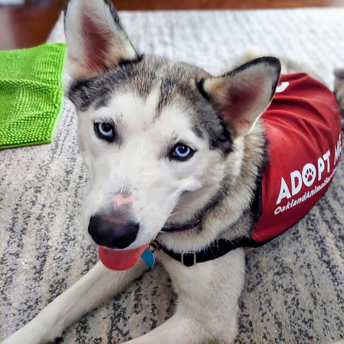 Zeus, a Adopted Siberian Husky in Oakland, CA image 3/3