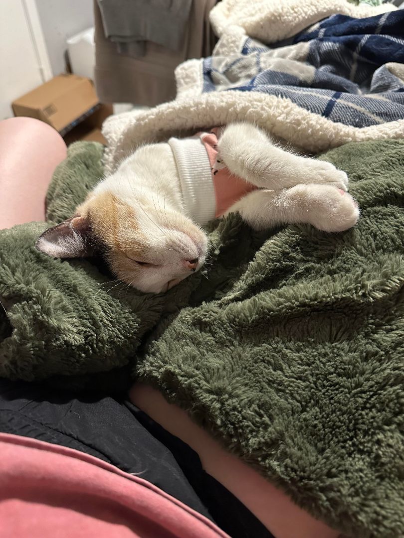 Binx, Adopted, Young Female Calico.