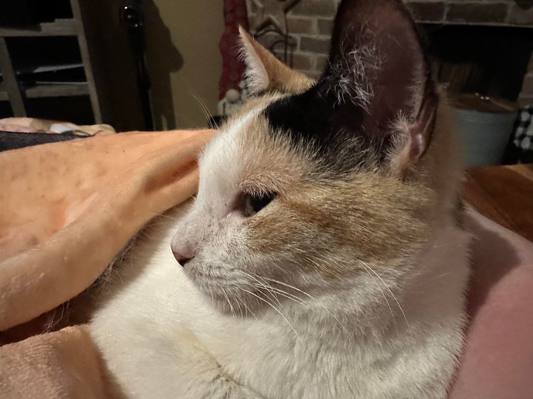 Binx, a Adopted mixed breed in Conroe, TX image 2/5