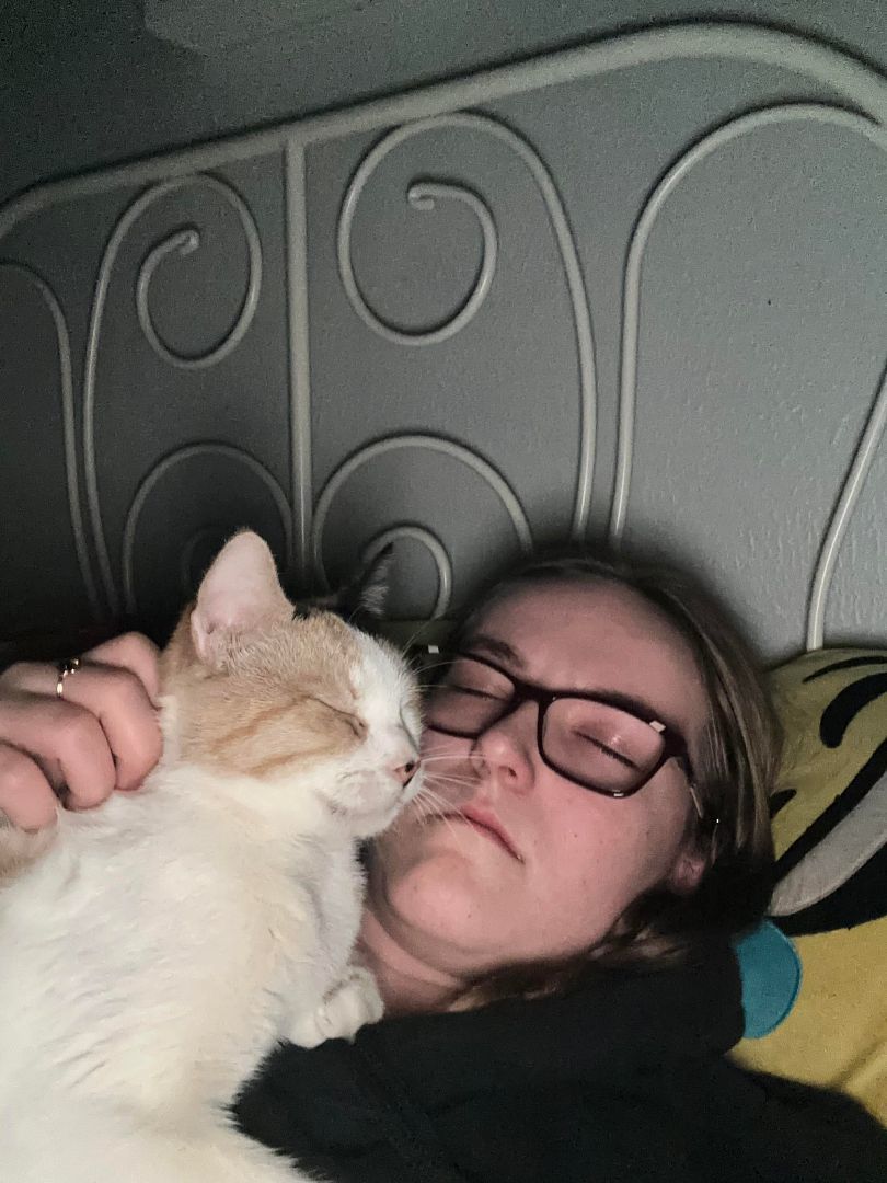 Binx, a Adopted mixed breed in Conroe, TX image 3/5