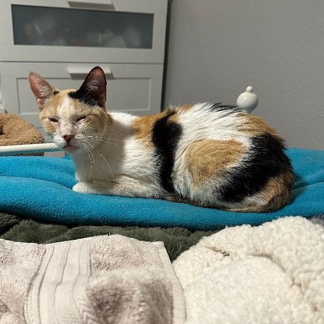 Binx, a Adopted mixed breed in Conroe, TX image 4/5