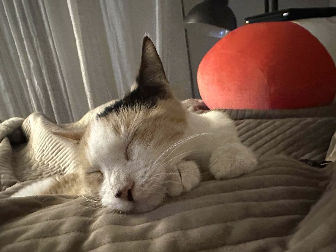 Binx, a Adopted mixed breed in Conroe, TX image 5/5