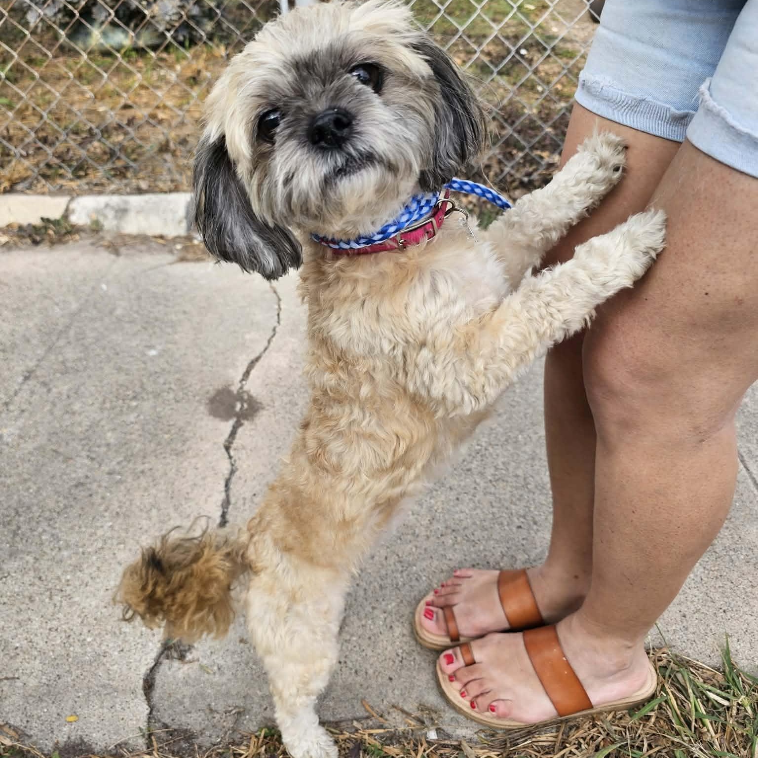 Enlarge Lovey, an adopted Shih Tzu in Salt Lake City, UT image 4/4